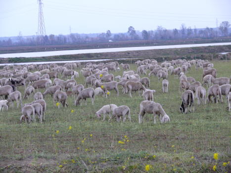 pecore-pascolo-risaia5apr08.JPG