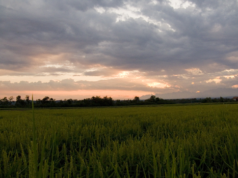 tramonto-risaia-loto-27ago08_2.jpg